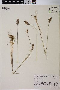 Poa epilis image