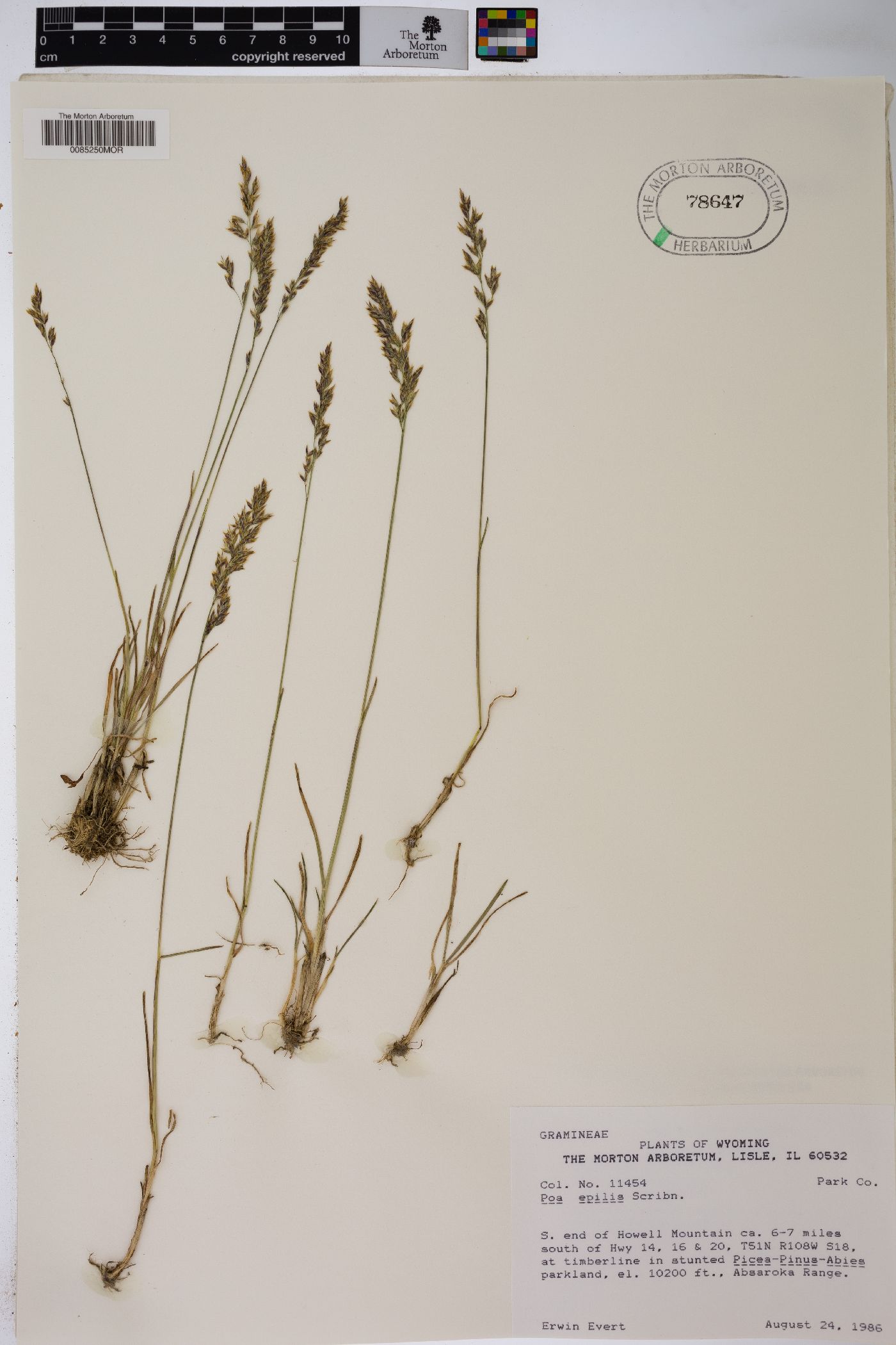 Poa epilis image