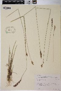 Poa epilis image