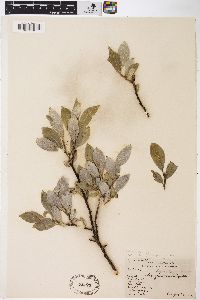 Salix barclayi image