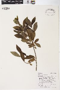 Salix barclayi image