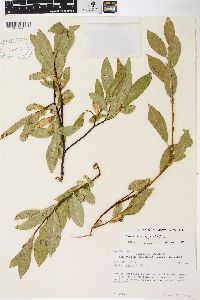 Salix barclayi image