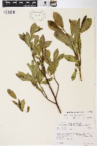 Salix barclayi image