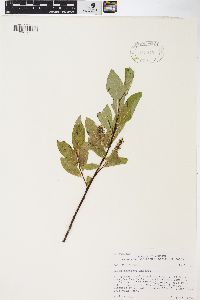 Salix barclayi image