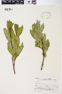 Salix barclayi image