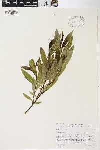 Salix barclayi image