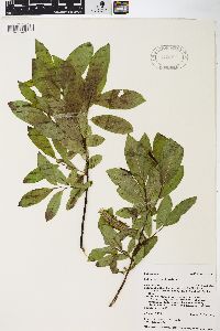 Salix barclayi image