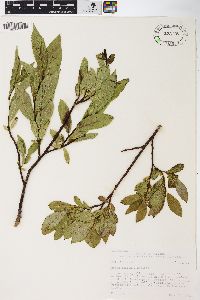 Salix barclayi image