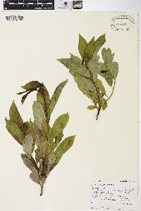 Salix barclayi image