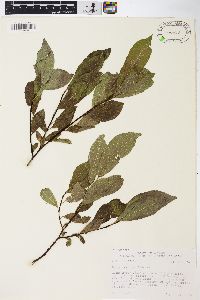 Salix barclayi image