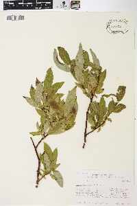 Salix barclayi image