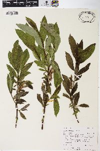 Salix barclayi image
