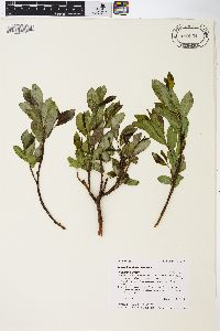 Salix barclayi image