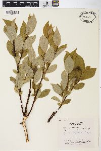 Salix barclayi image