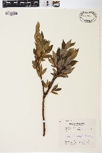 Salix barclayi image