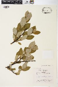 Salix barclayi image