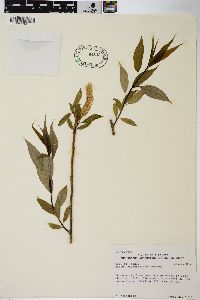 Salix amygdaloides image