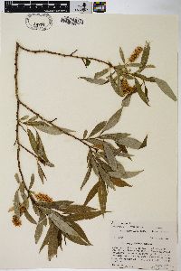 Salix amygdaloides image