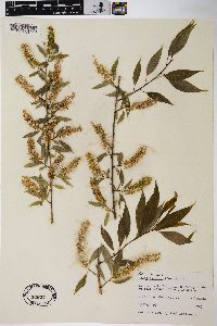 Salix amygdaloides image