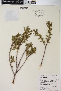 Salix geyeriana image