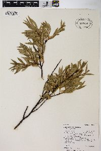 Salix geyeriana image