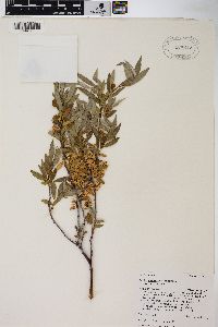 Salix geyeriana image