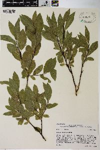 Salix boothii image