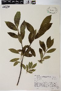 Salix boothii image