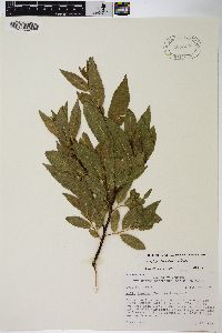 Salix boothii image