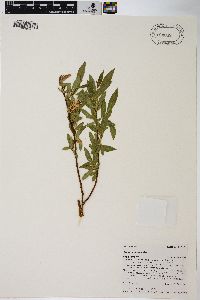 Salix boothii image