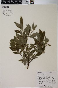 Salix bebbiana var. bebbiana image