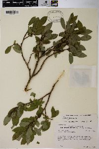 Salix glauca image