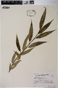 Salix lasiandra image