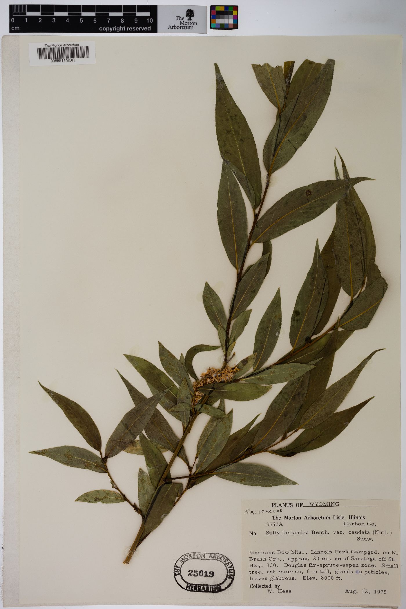 Salix lasiandra var. caudata image