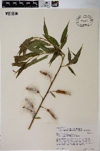 Salix lasiandra image