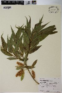 Salix lasiandra image