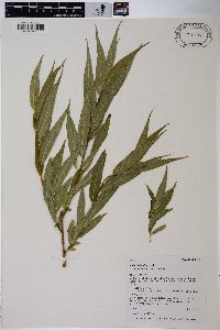 Salix lasiandra image