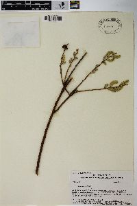 Salix lutea image