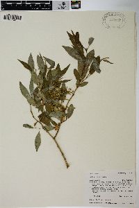 Salix lutea image