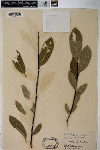 Salix lutea image