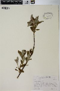 Salix lemmonii image