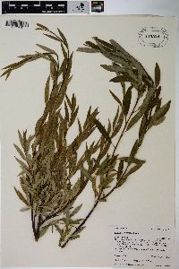 Salix lemmonii image