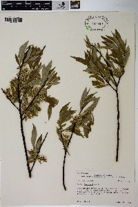 Salix lemmonii image