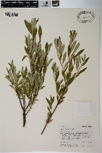 Salix lemmonii image