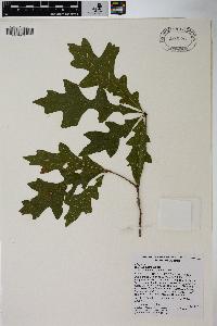 Quercus lyrata image