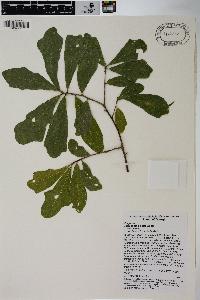 Quercus sinuata image