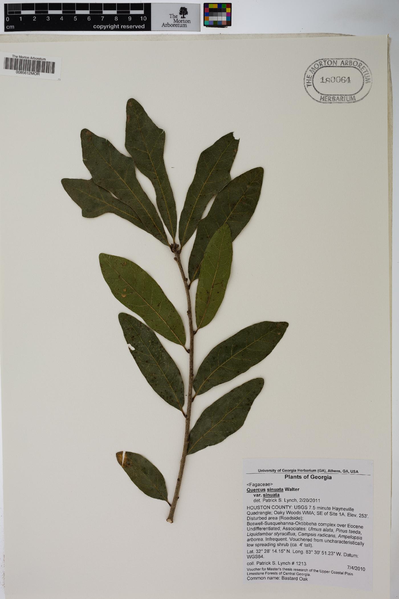 Quercus sinuata var. sinuata image