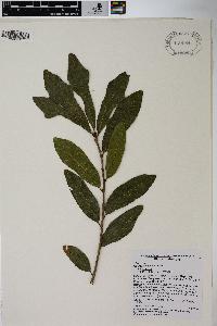 Quercus sinuata image