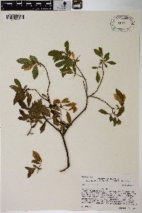 Salix planifolia subsp. planifolia image