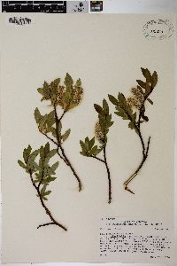 Salix planifolia image